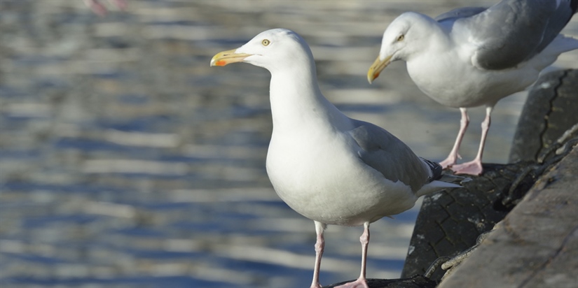 Bymåkeprosjektet mot slutten